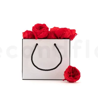 Preserved English Rose Red (set of 8)