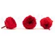 Preserved English Rose Red (set of 8) 2