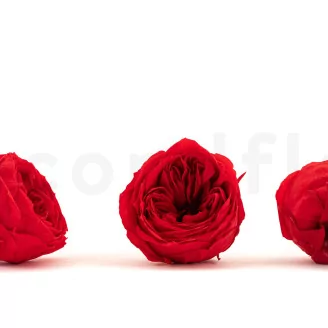 Preserved English Rose Red (set of 8)