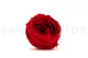 Preserved English Rose Red (set of 8) 6