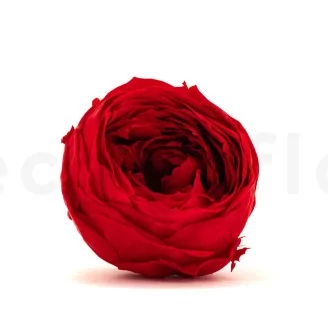 Preserved English Rose Red (set of 8)