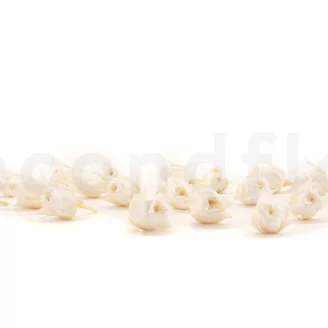 Preserved Rosebud XS White (set of 20)