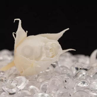 Preserved Rosebud XS White (set of 20)
