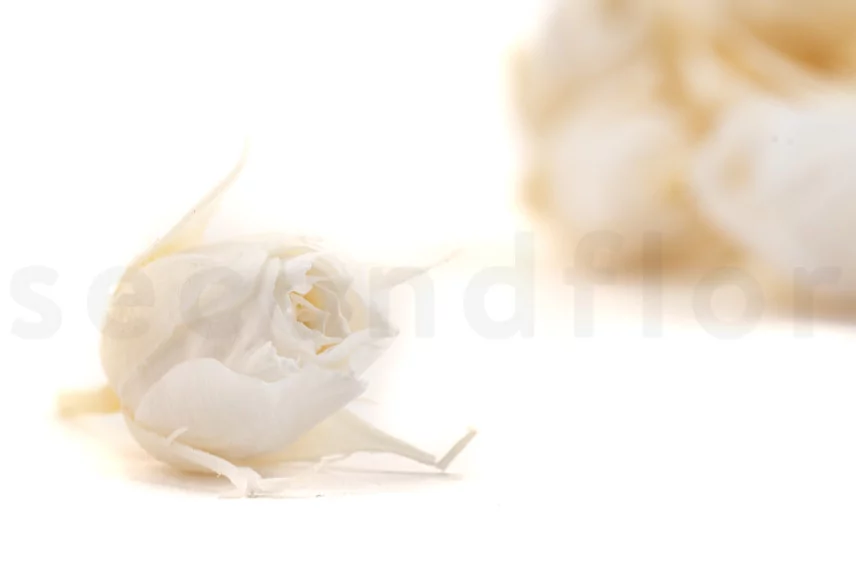 Preserved Rosebud XS White (set of 20)