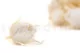 Preserved Rosebud XS White (set of 20) 1
