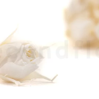 Preserved Rosebud XS White (set of 20)