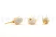 Preserved Rosebud XS White (set of 20) 6