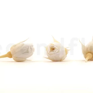 Preserved Rosebud XS White (set of 20)