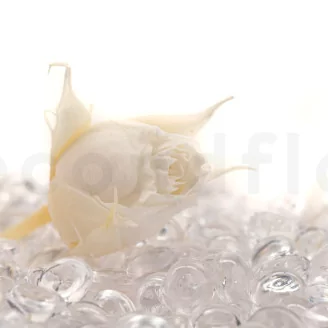 Preserved Rosebud XS White (set of 20)