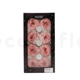 Preserved English Rose Powder Pink (set of 8)