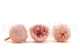 Preserved English Rose Powder Pink (set of 8) 2