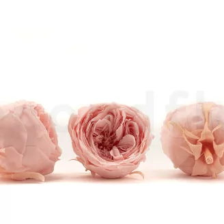 Preserved English Rose Powder Pink (set of 8)
