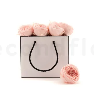 Preserved English Rose Powder Pink (set of 8)