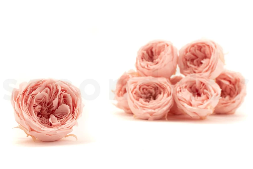 Preserved English Rose Powder Pink (set of 8)