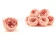 Preserved English Rose Powder Pink (set of 8) 1
