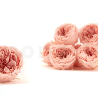 Preserved English Rose Powder Pink (set of 8)