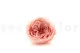Preserved English Rose Powder Pink (set of 8) 6