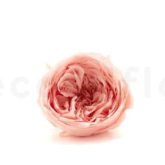 Preserved English Rose Powder Pink (set of 8)
