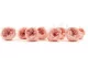 Preserved English Rose Powder Pink (set of 8) 4