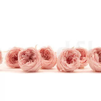 Preserved English Rose Powder Pink (set of 8)