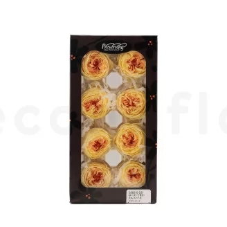Preserved English Rose Yellow Peach (set of 8)