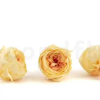 Preserved English Rose Yellow Peach (set of 8)