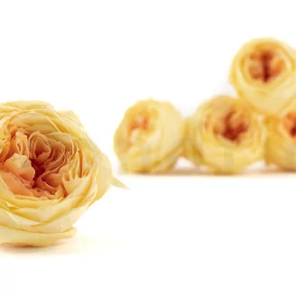 Preserved English Rose Yellow Peach (set of 8)