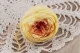 Preserved English Rose Yellow Peach (set of 8) 4