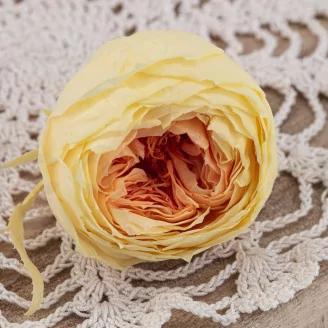 Preserved English Rose Yellow Peach (set of 8)
