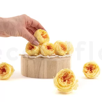 Preserved English Rose Yellow Peach (set of 8)
