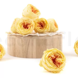 Preserved English Rose Yellow Peach (set of 8)