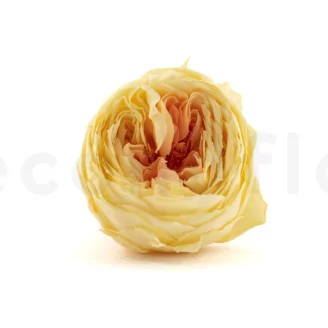Preserved English Rose Yellow Peach (set of 8)