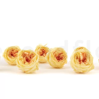 Preserved English Rose Yellow Peach (set of 8)
