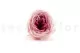 Preserved English Rose Light Pink (set of 8) 7