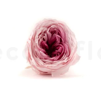 Preserved English Rose Light Pink (set of 8)