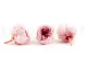 Preserved English Rose Light Pink (set of 8) 4