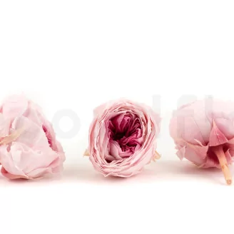 Preserved English Rose Light Pink (set of 8)
