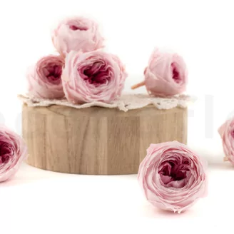 Preserved English Rose Light Pink (set of 8)
