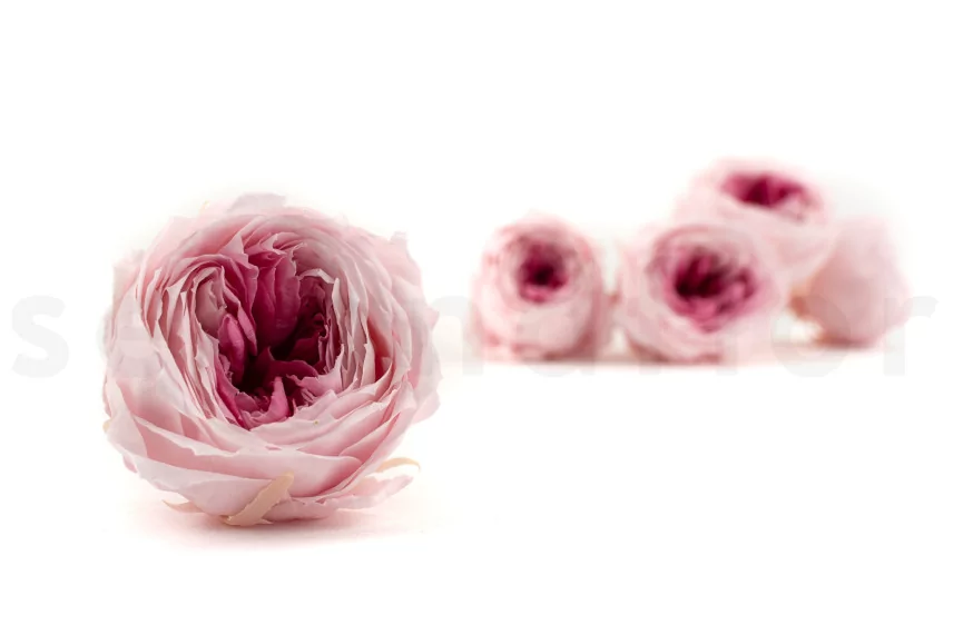 Preserved English Rose Light Pink (set of 8)
