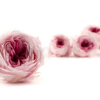 Preserved English Rose Light Pink (set of 8)