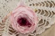 Preserved English Rose Light Pink (set of 8) 3