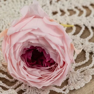Preserved English Rose Light Pink (set of 8)