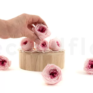 Preserved English Rose Light Pink (set of 8)