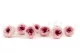 Preserved English Rose Light Pink (set of 8) 5