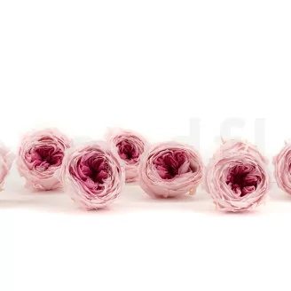 Preserved English Rose Light Pink (set of 8)