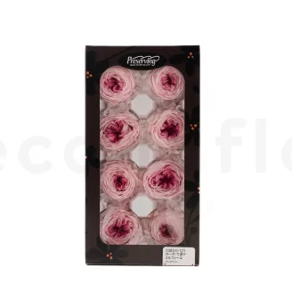Preserved English Rose Light Pink (set of 8)