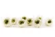 Preserved English Rose Mint Green (set of 8) 4