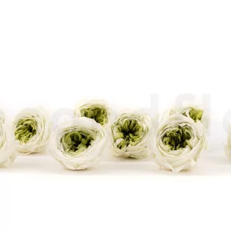 Preserved English Rose Mint Green (set of 8)