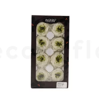 Preserved English Rose Mint Green (set of 8)