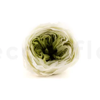Preserved English Rose Mint Green (set of 8)